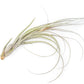 SALE - Large Tillandsia Balbisiana Air Plants