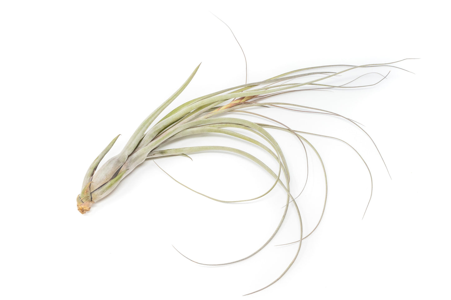 SALE - Large Tillandsia Balbisiana Air Plants