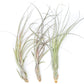 SALE - Large Tillandsia Balbisiana Air Plants