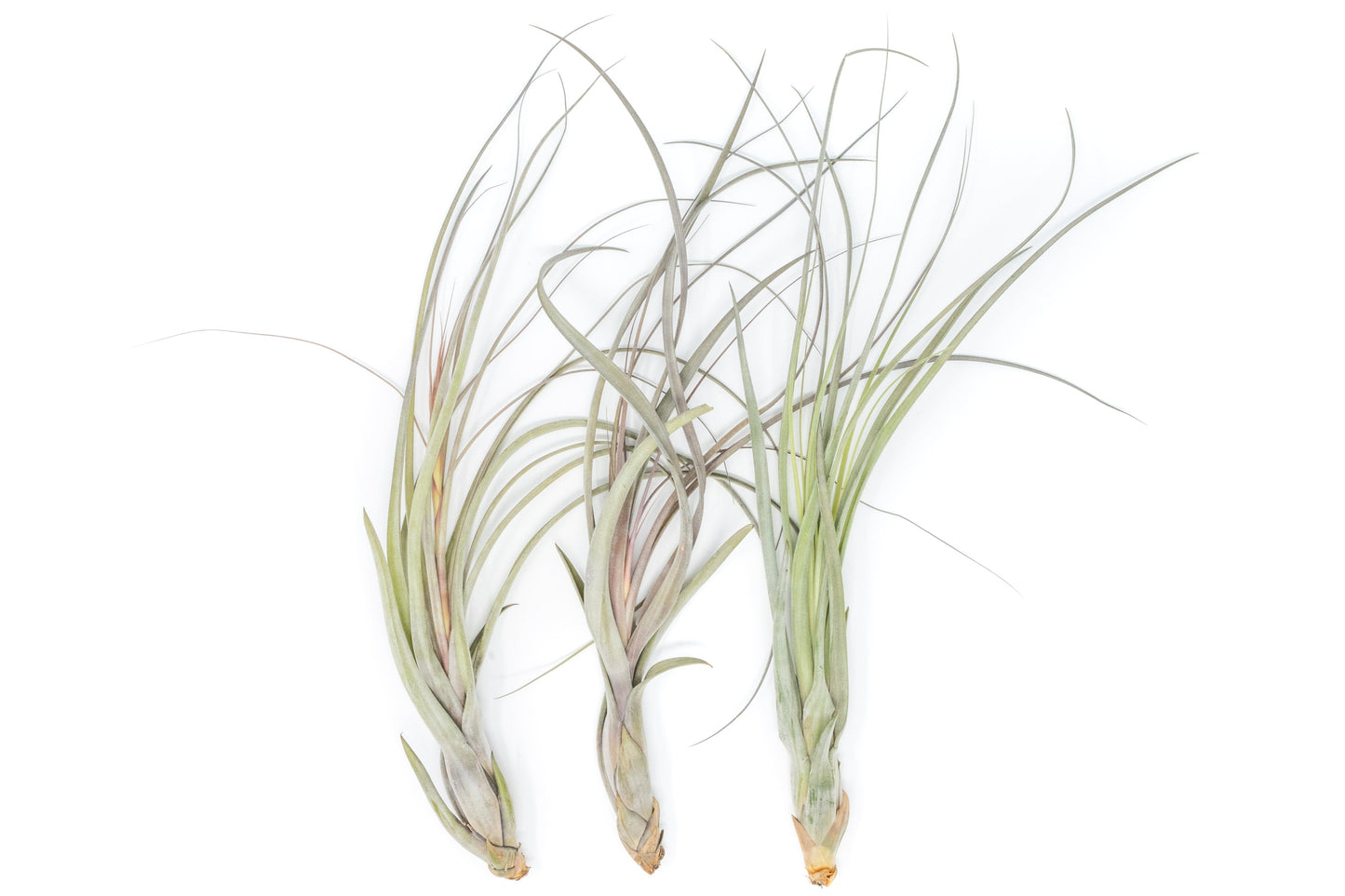 SALE - Large Tillandsia Balbisiana Air Plants
