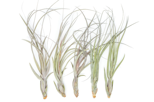 SALE - Large Tillandsia Balbisiana Air Plants