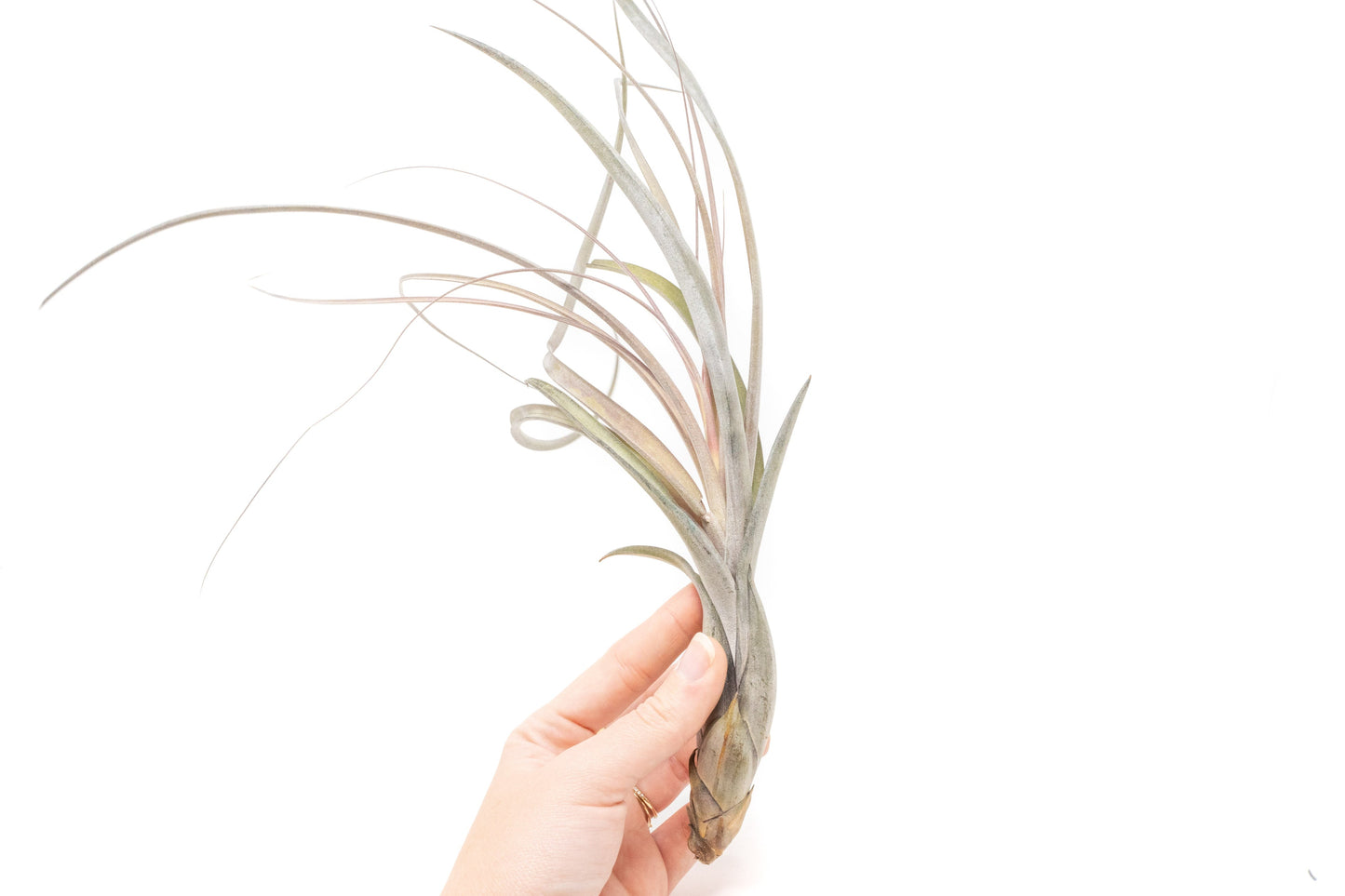 SALE - Large Tillandsia Balbisiana Air Plants
