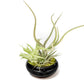 Fully Assembled Tillandsia Air Plant Dish Garden in Black Glazed Container