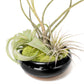 Fully Assembled Tillandsia Air Plant Dish Garden in Black Glazed Container