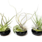 Fully Assembled Tillandsia Air Plant Dish Garden in Black Glazed Container