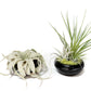 Fully Assembled Tillandsia Air Plant Dish Garden in Black Glazed Container