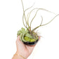 Fully Assembled Tillandsia Air Plant Dish Garden in Black Glazed Container