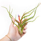 Large Tillandsia Air Plant Variety - Set of 10, 15, or 20 - 40% Off
