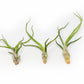 SALE - The Wild Things Collection of Tillandsia Air Plants - Set of 9 or 18 Air - 70% Off
