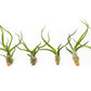 SALE - Tillandsia Bulbosa Guatemala Air Plants - Set of 10, 20, or 30 - 40% Off