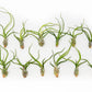 SALE - Tillandsia Bulbosa Guatemala Air Plants - Set of 10, 20, or 30 - 40% Off
