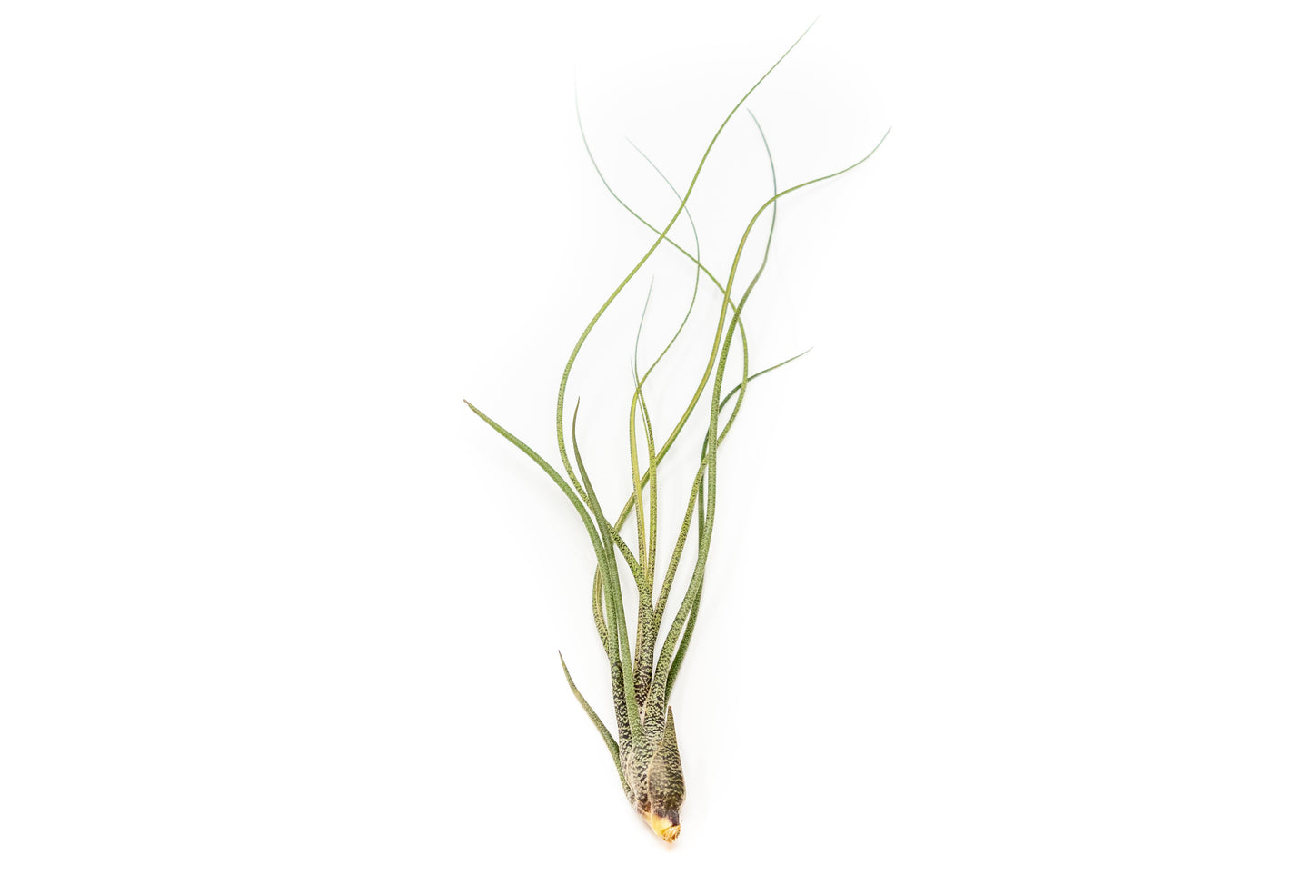 BLOOM SALE - Large Tillandsia Butzii Air Plants