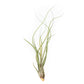 Large Tillandsia Butzii Air Plants / 6-9 Inch Plants