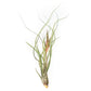 Large Tillandsia Butzii Air Plants / 6-9 Inch Plants