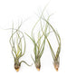 SALE - The Wild Things Collection of Tillandsia Air Plants - Set of 9 or 18 Air - 70% Off