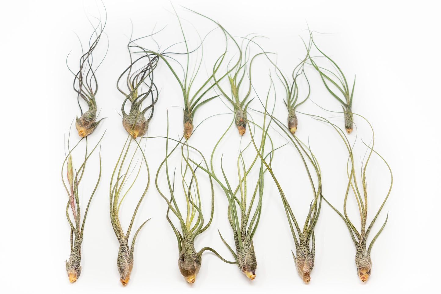 BLOOM SALE - Large Tillandsia Butzii Air Plants