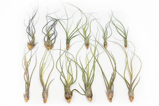 BLOOM SALE - Large Tillandsia Butzii Air Plants