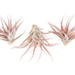 SALE - XL Tillandsia Capitata Peach - Set of  5, 10, or 20 Air Plants - 50% Off