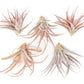 SALE - XL Tillandsia Capitata Peach - Set of  5, 10, or 20 Air Plants - 50% Off