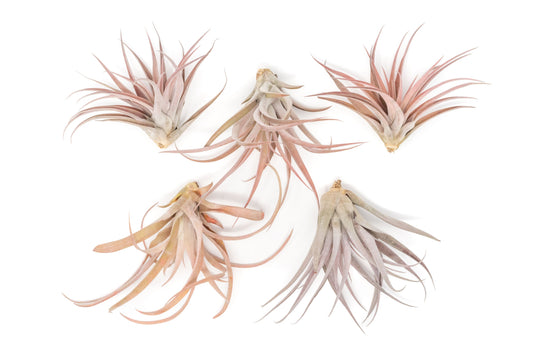 SALE - XL Tillandsia Capitata Peach - Set of  5, 10, or 20 Air Plants - 50% Off