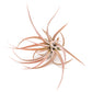 SALE - XL Tillandsia Capitata Peach - Set of  5, 10, or 20 Air Plants - 50% Off