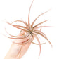 SALE - XL Tillandsia Capitata Peach - Set of  5, 10, or 20 Air Plants - 50% Off