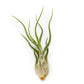 Tillandsia Caput Medusae Air Plants