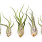 Tillandsia Caput Medusae Air Plants
