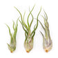 Tillandsia Caput Medusae Air Plants