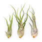 Large Tillandsia Caput Medusae Air Plants / 5-8 Inch Plants