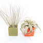 Air Plant Supply Co. Brand Colors Set - Two Ceramic Cube Containers with Tillandsia Xerographica Mini and Juncea
