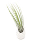 Gift Wrapped Large Ivory Ceramic Vase With Assorted Tillandsia Air Plant