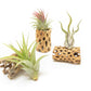 SALE - Natural Cholla Wood Containers with Assorted Tillandsia Air Plants - Set of 3 - 20% Off