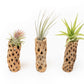 Natural Cholla Wood Container - 6 Inches Tall