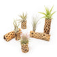 Natural Cholla Wood Container - 6 Inches Tall with Tillandsia Assorted Air Plants