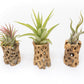 Natural Cholla Wood Container - 3 Inches Tall with Assorted Tillandsia Air Plants