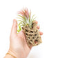 SALE - Natural Cholla Wood Containers with Assorted Tillandsia Air Plants - Set of 3 - 20% Off
