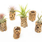 Natural Cholla Wood Container - 3 Inches Tall with Assorted Tillandsia Air Plants