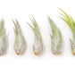 Tillandsia Circinata 'Paucifolia' Air Plants