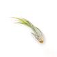 Tillandsia Circinata 'Paucifolia' Air Plants