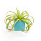Ceramic Cube Container - Choose Your Custom Color and Tillandsia Air Plant