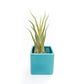 Ceramic Cube Container - Choose Your Custom Color and Tillandsia Air Plant