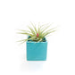 Ceramic Cube Container - Choose Your Custom Color and Tillandsia Air Plant