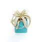 Ceramic Cube Container - Choose Your Custom Color and Tillandsia Air Plant