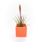 Naranja Orange Ceramic Cube Container with Large Assorted Tillandsia Air Plants