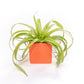 Naranja Orange Ceramic Cube Container with Large Assorted Tillandsia Air Plants