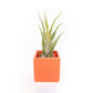 Naranja Orange Ceramic Cube Container with Large Assorted Tillandsia Air Plants