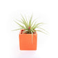 Naranja Orange Ceramic Cube Container with Custom Tillandsia Air Plant