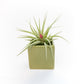 Ceramic Cube Container - Choose Your Custom Color and Tillandsia Air Plant