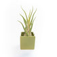Avocado Green Ceramic Cube Container with Assorted Large Tillandsia Air Plant